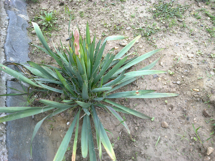 13052012460 - gradina