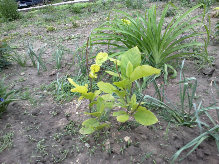 13052012462 - gradina