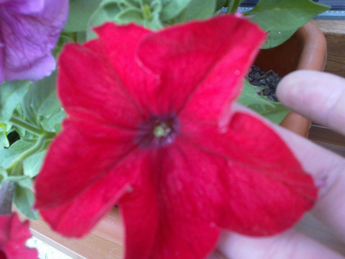 17052012477 - gradina