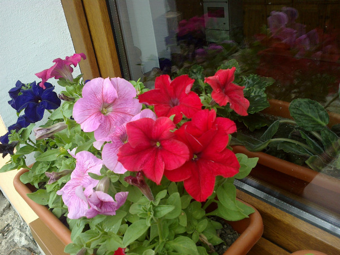 17052012479 - gradina