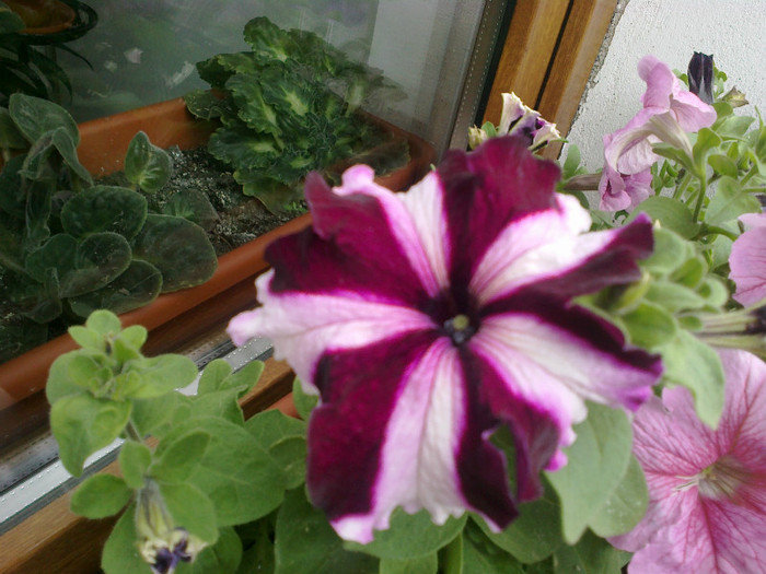 17052012480 - gradina