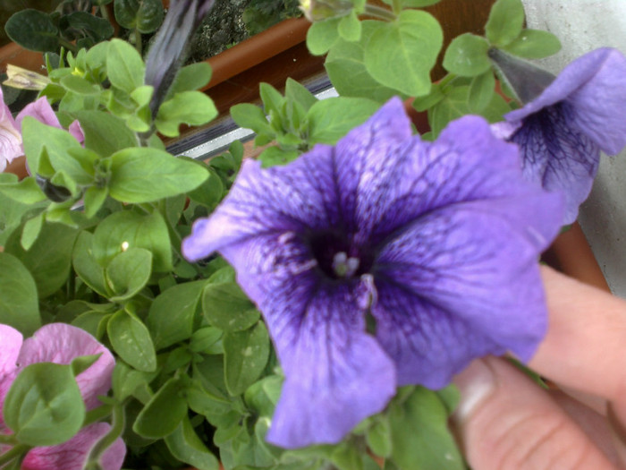 17052012483 - gradina