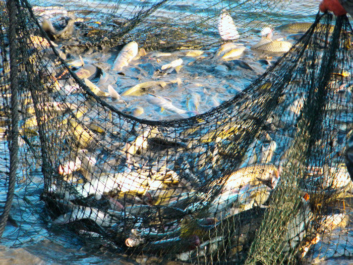 poza 005 - PESCUIT 2012