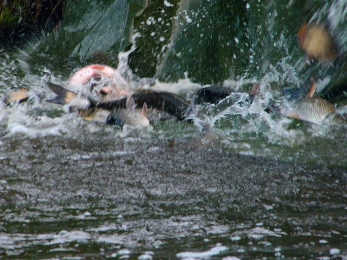 poza 069 - PESCUIT 2012