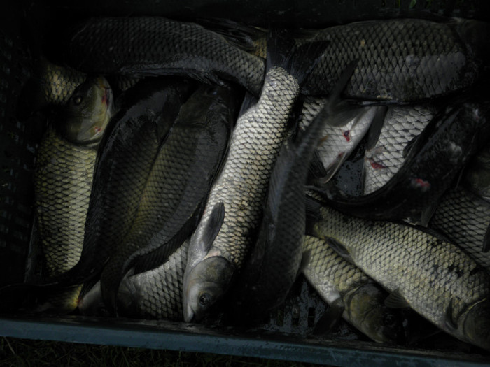 poza 099 - PESCUIT 2012