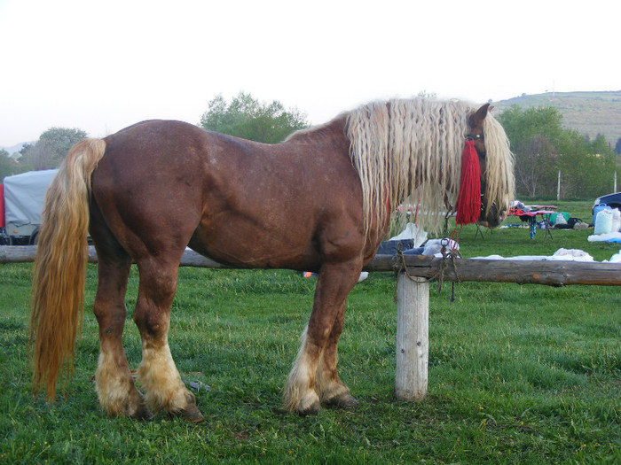 targ Sieu Bistrita Nasaud