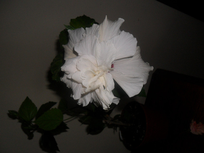 Hibiscus Classic White