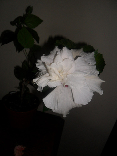 Hibiscus Classic White