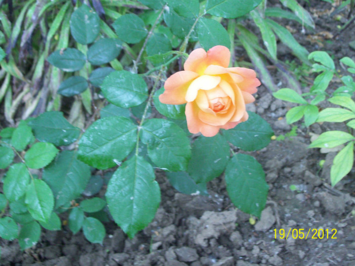 Lady Emma Hamilton - gradina- trandafiri 2012