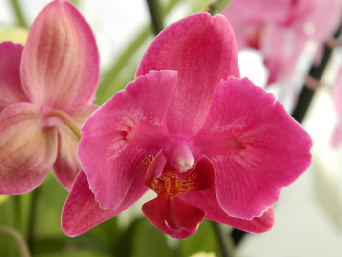 28-04-2012 - Phalaenopsis new edition