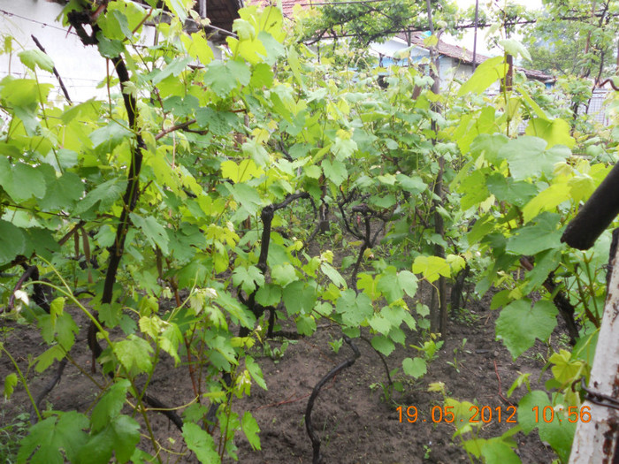 DSCN0990 - Viticultura 2012-2013-2014