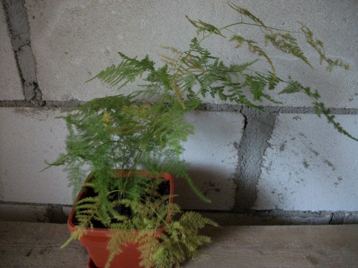 asparagus plumosus - 1 ACHIZITII PLANTE 2012
