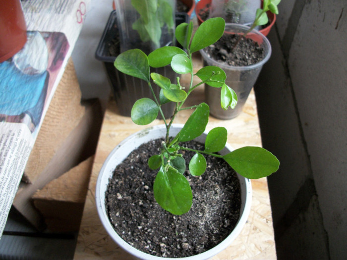murraya - 1 ACHIZITII PLANTE 2012