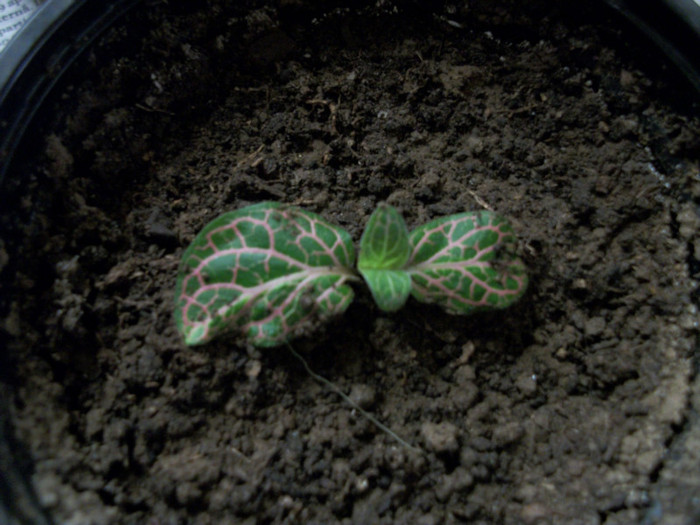 fitonia - 1 ACHIZITII PLANTE 2012