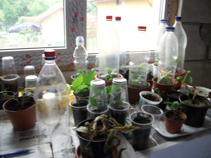 la inradacinat!!!! - 1 ACHIZITII PLANTE 2012