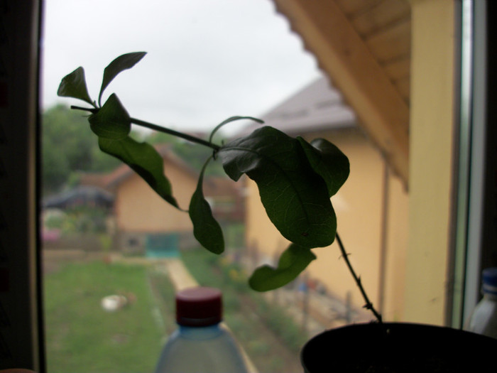 plumbago alb - 1 ACHIZITII PLANTE 2012