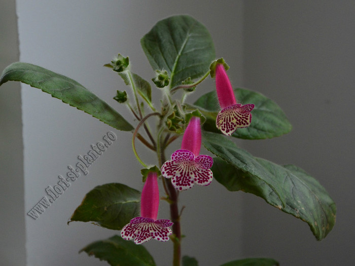Kohleria Grace; 2012
