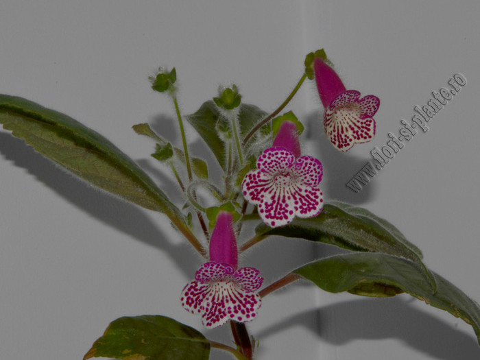 Kohleria Grace; 2012
