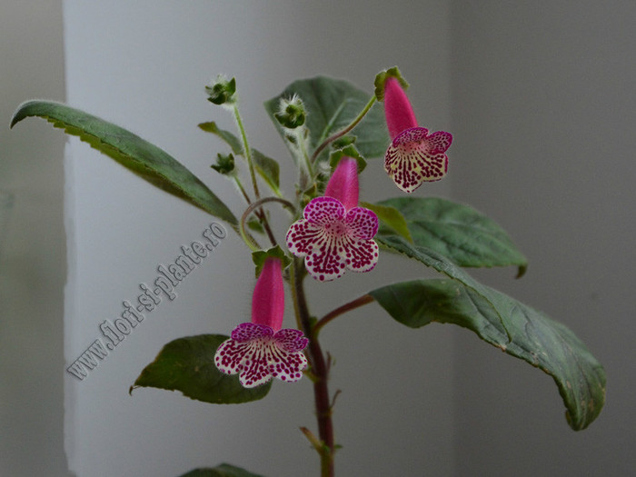 Kohleria Grace; 2012
