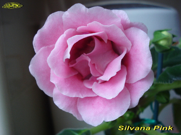 Silvana Pink (19-05-2012) - Gloxinii 2012