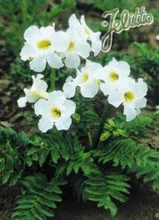 incarvillea alba - 00 PLANTE DORITE