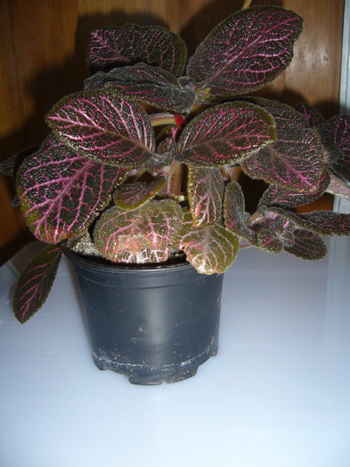 Kee Wee - EPISCIA