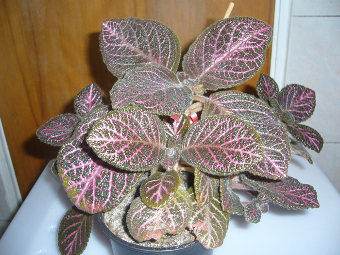 Kee Wee - EPISCIA