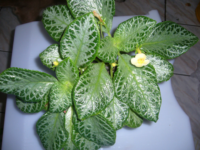 Episcia MY PRECIOUS - EPISCIA