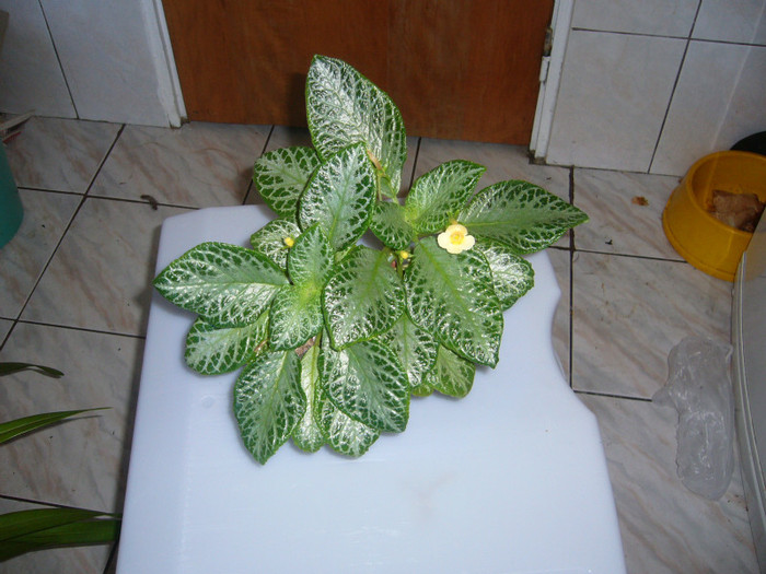 My Precious - EPISCIA