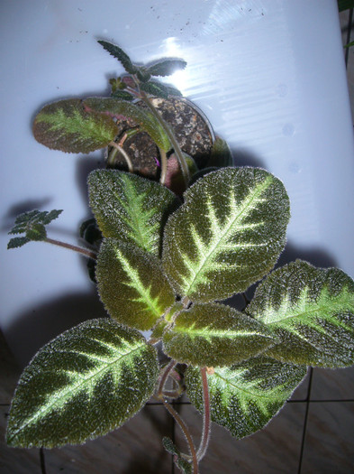 P1040789 - EPISCIA