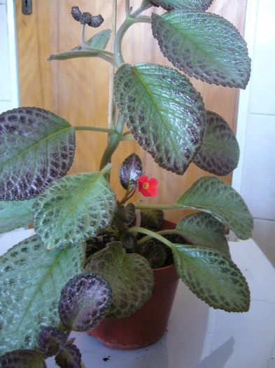 TRICOLOR - EPISCIA