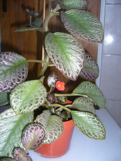 EPISCIA TRICOLOR