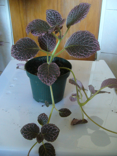 P1040794 - EPISCIA