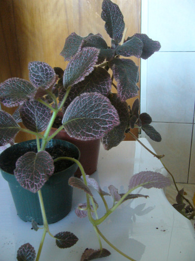 P1040795 - EPISCIA