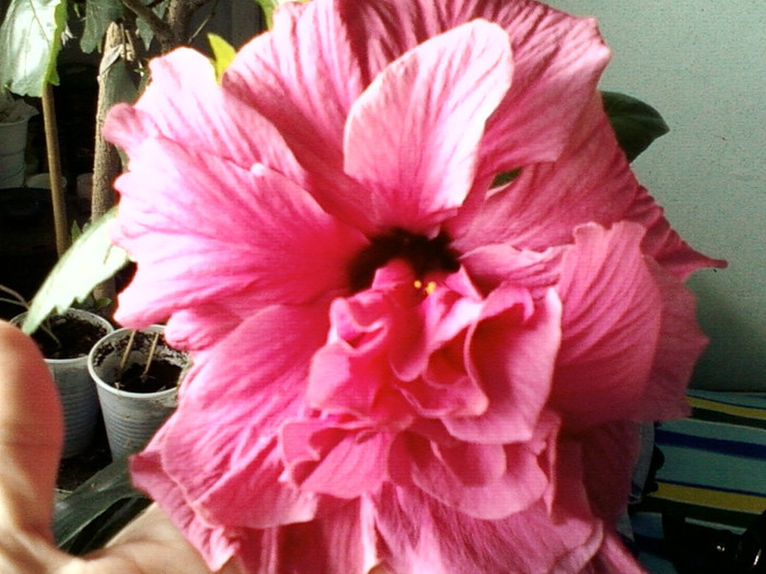 19 mai 2012-flori 002