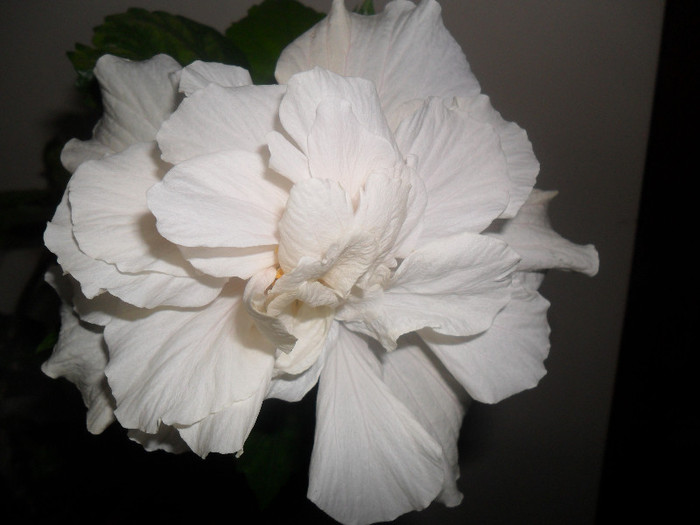 Hibiscus Classic White