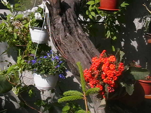 Picture 018