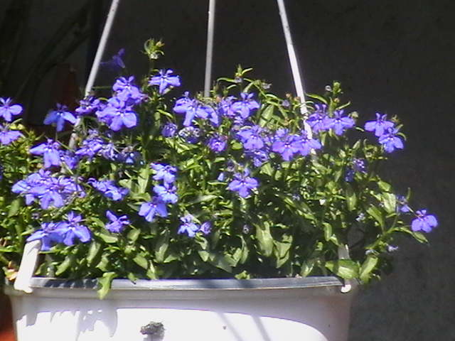 Picture 020
