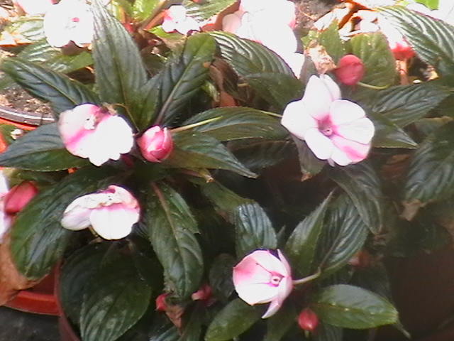Picture 022