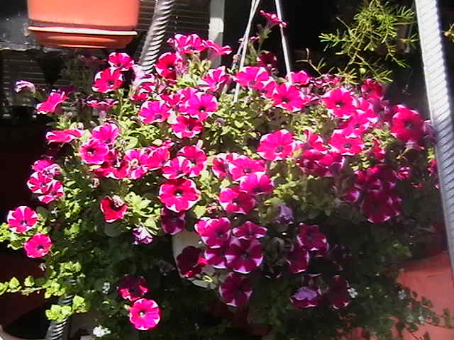 Picture 024