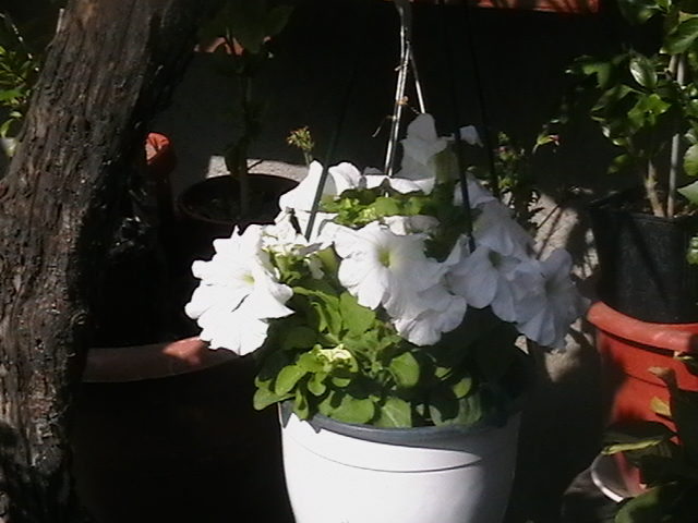 Picture 025
