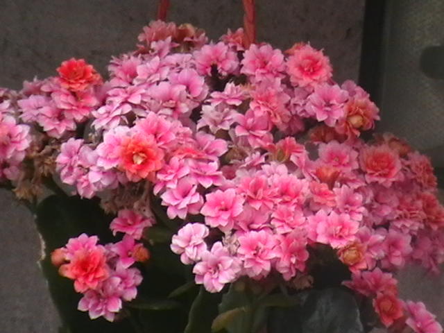 Picture 052 - oxigenul din case 2012