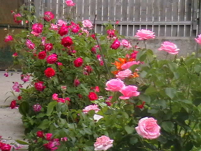 Picture 059