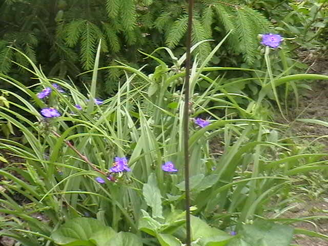 Picture 060