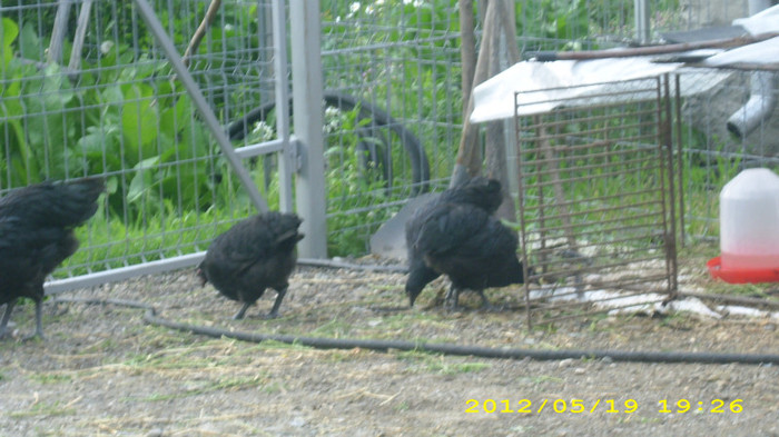 DSCI0883 - Australorp tineret