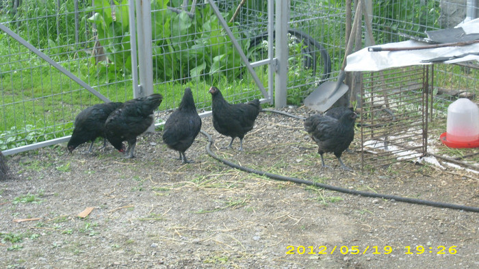 DSCI0884 - Australorp tineret