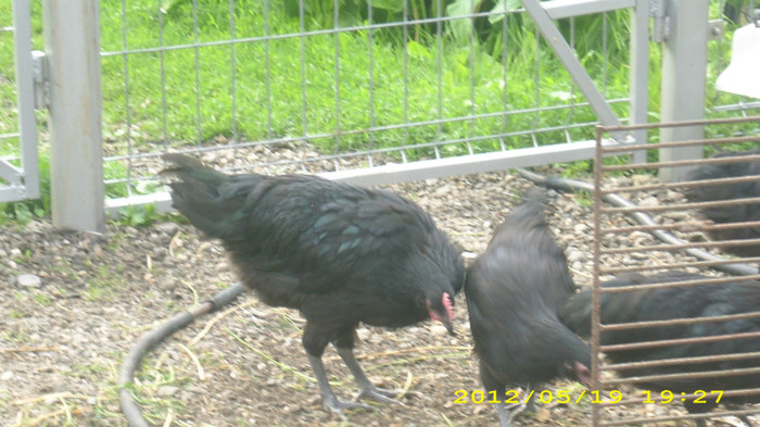 DSCI0886 - Australorp tineret