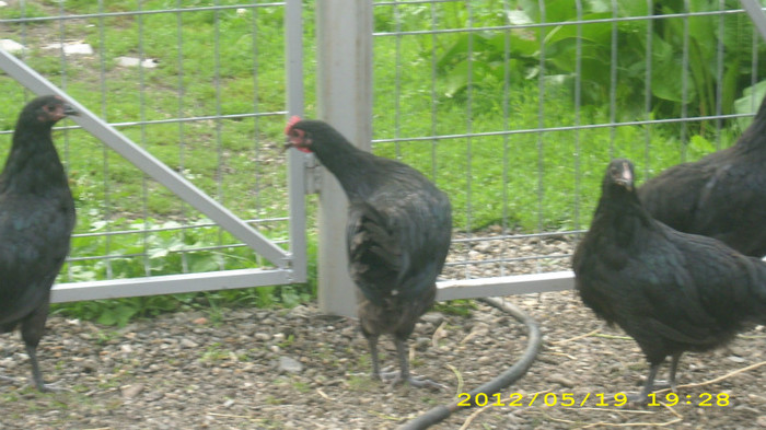 DSCI0889 - Australorp tineret