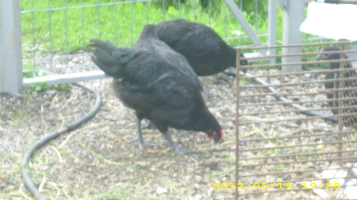 DSCI0890 - Australorp tineret