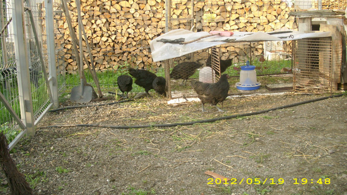 DSCI0915 - Australorp tineret